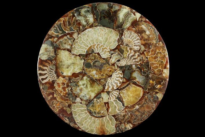 Composite Plate Of Agatized Ammonite Fossils #107216